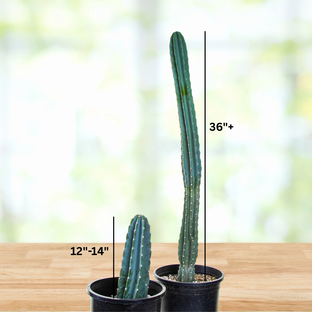 Peruvian Apple Cactus