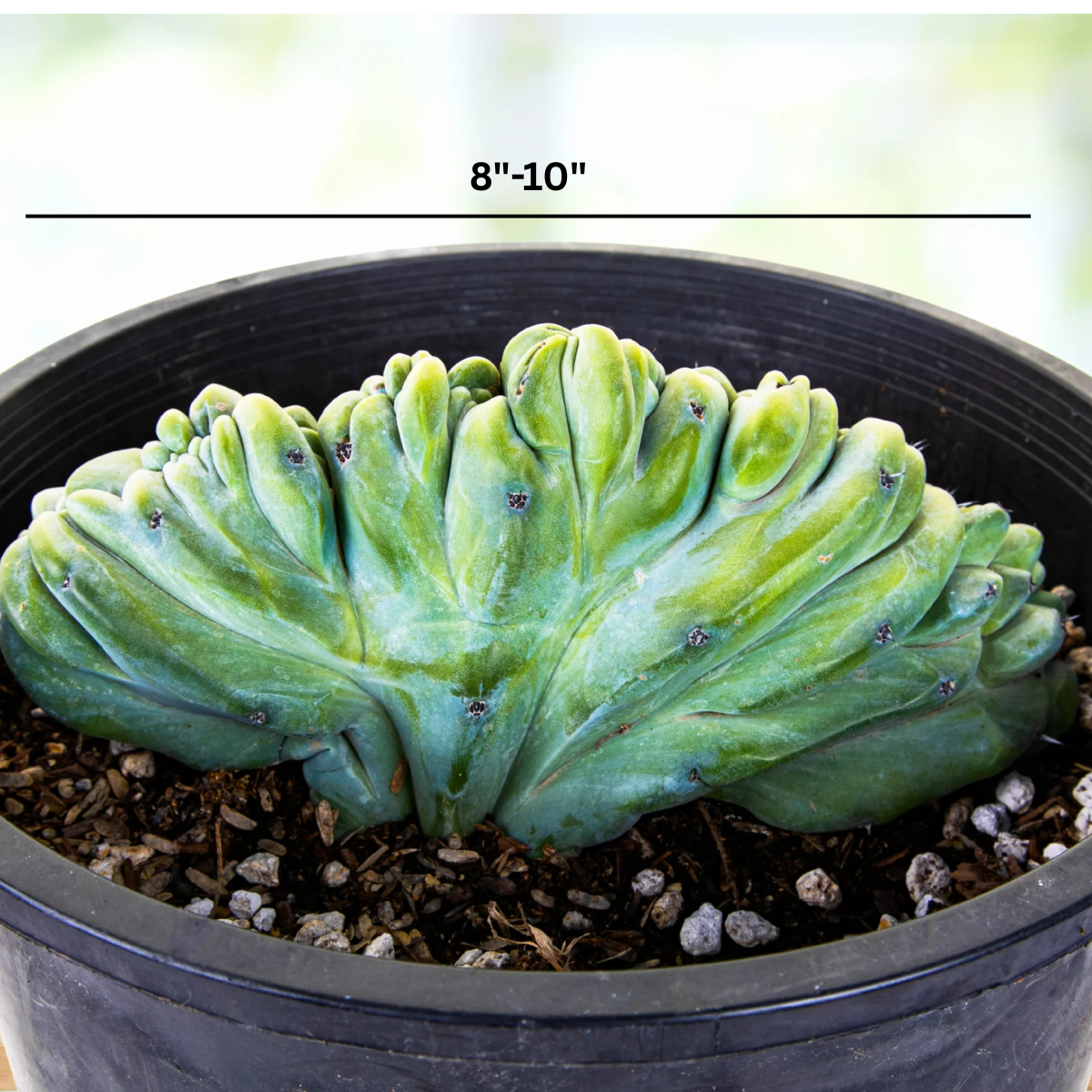 Live Crested Blue Flame Cactus with compact sculptural blue-green cresting.
