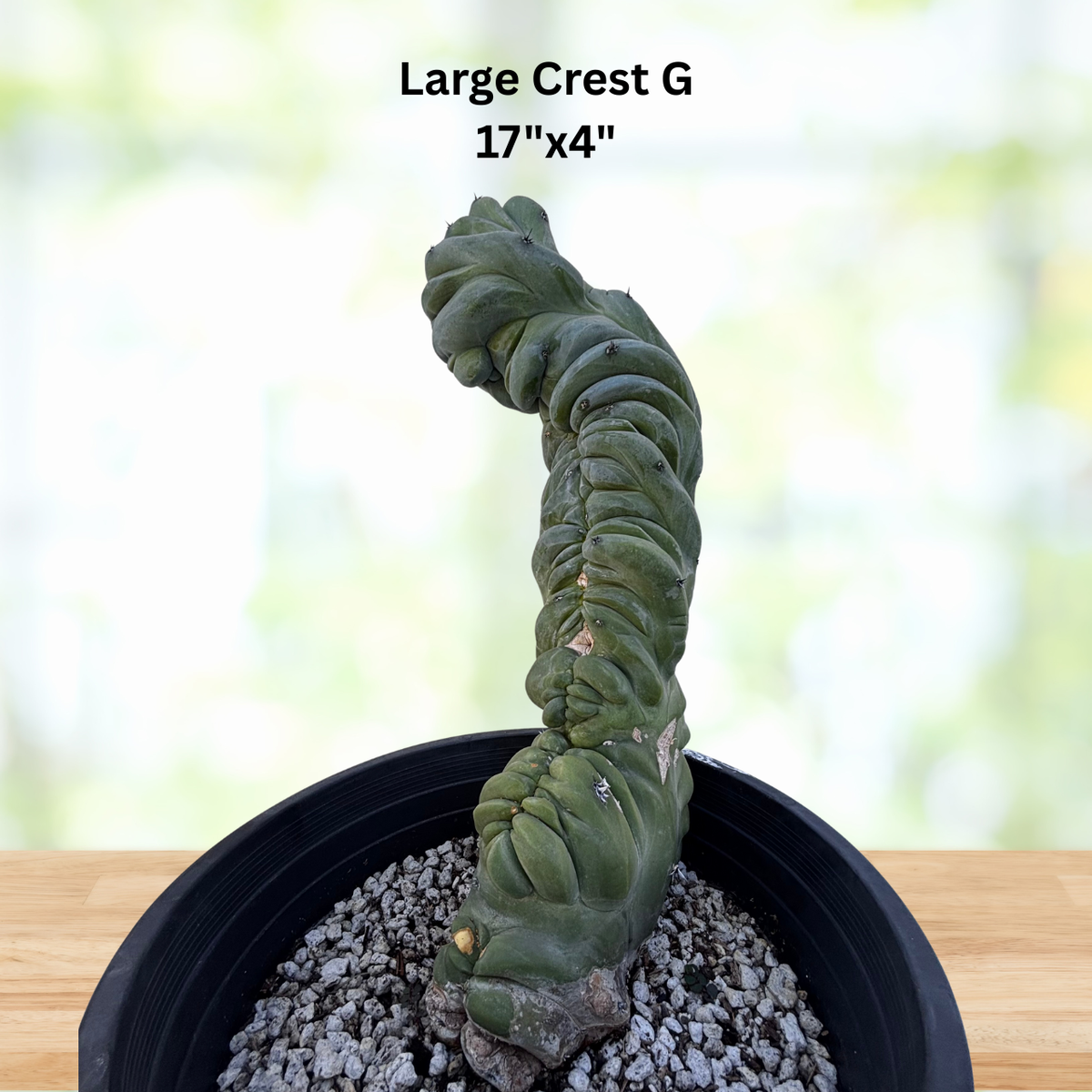 Crested Blue Flame Cactus specimen highlighting its unusual sculptural crest.