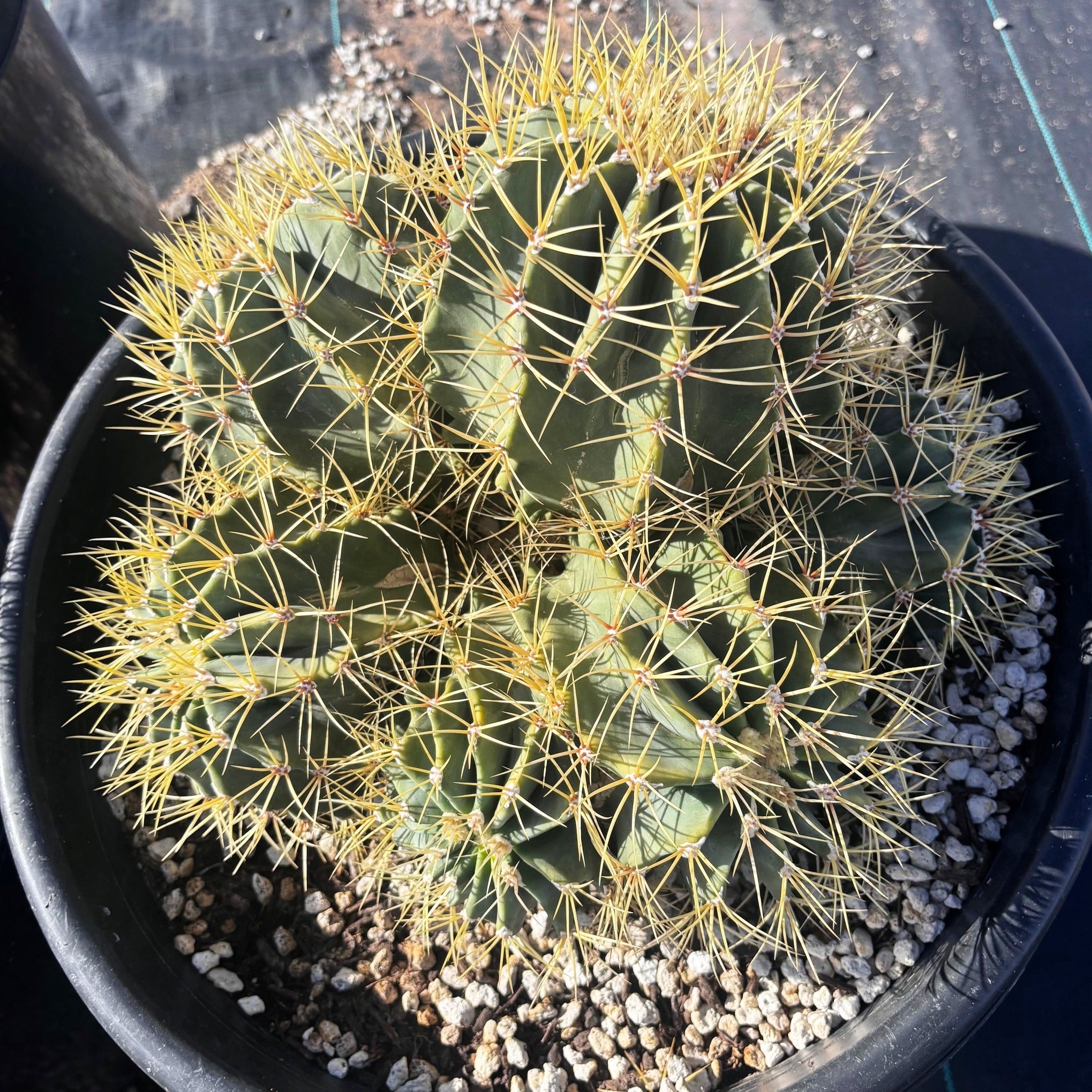 10gal Ferocactus glaucescens Blue Barrel Cactus Cluster For Sale Online in a Cactus Nursery Pot