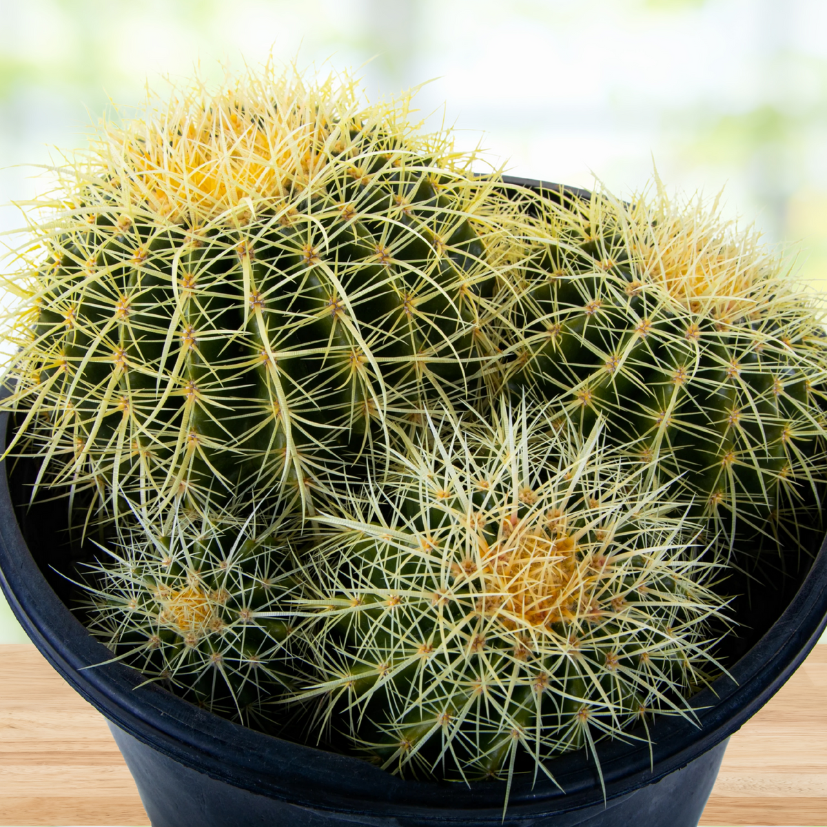 Golden barrel cactus cluster, Echinocactus grusonii, with yellow spines in a pot on a wooden table with a blurred background