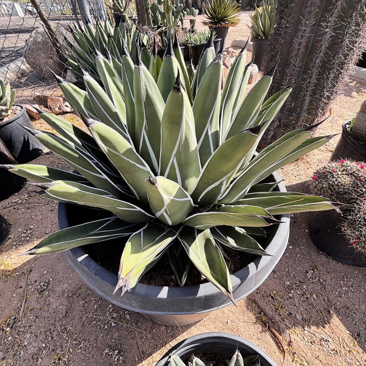 King Ferdinand Agave