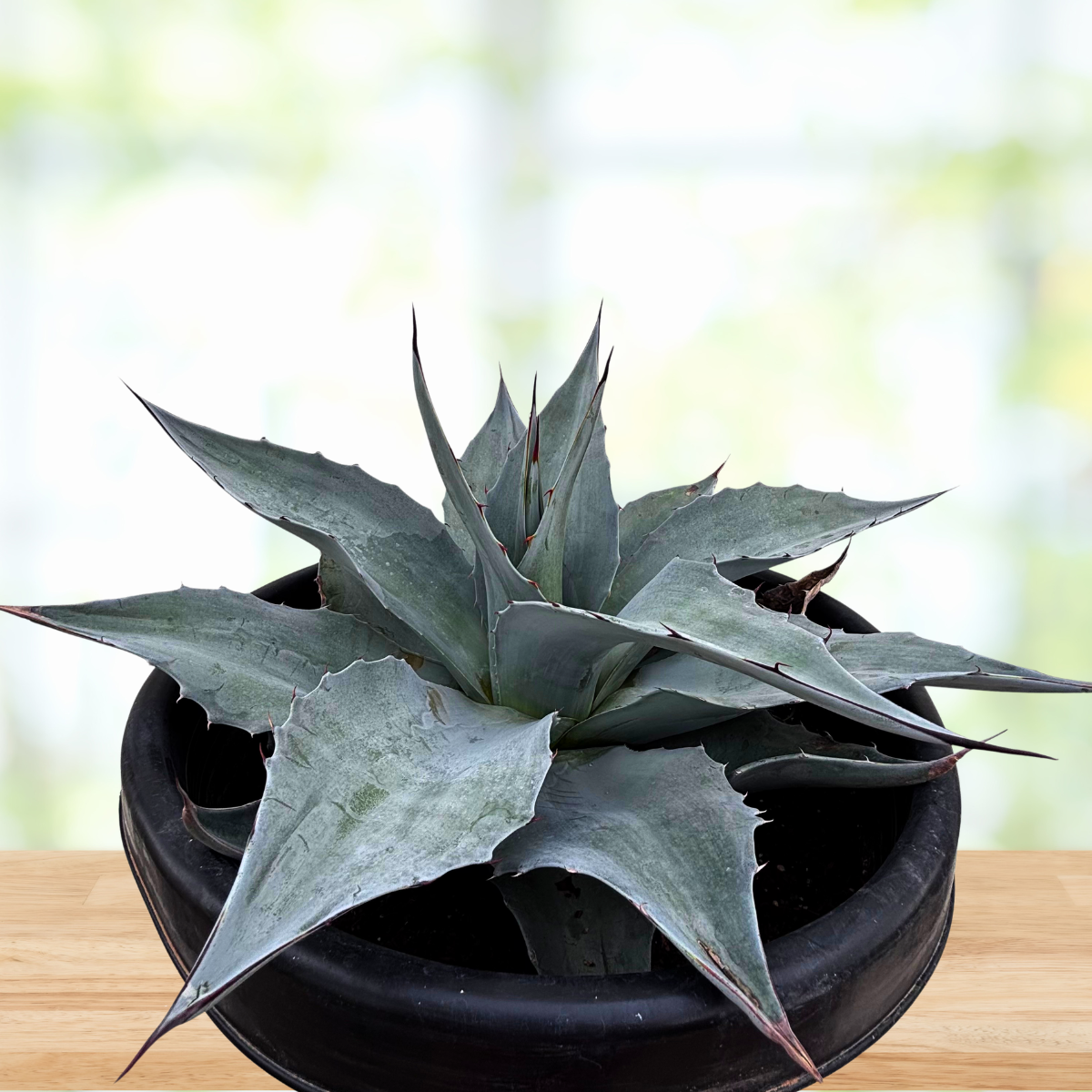 Whale's Tongue Agave live specimen with wide sculptural foliage in a full rosette.