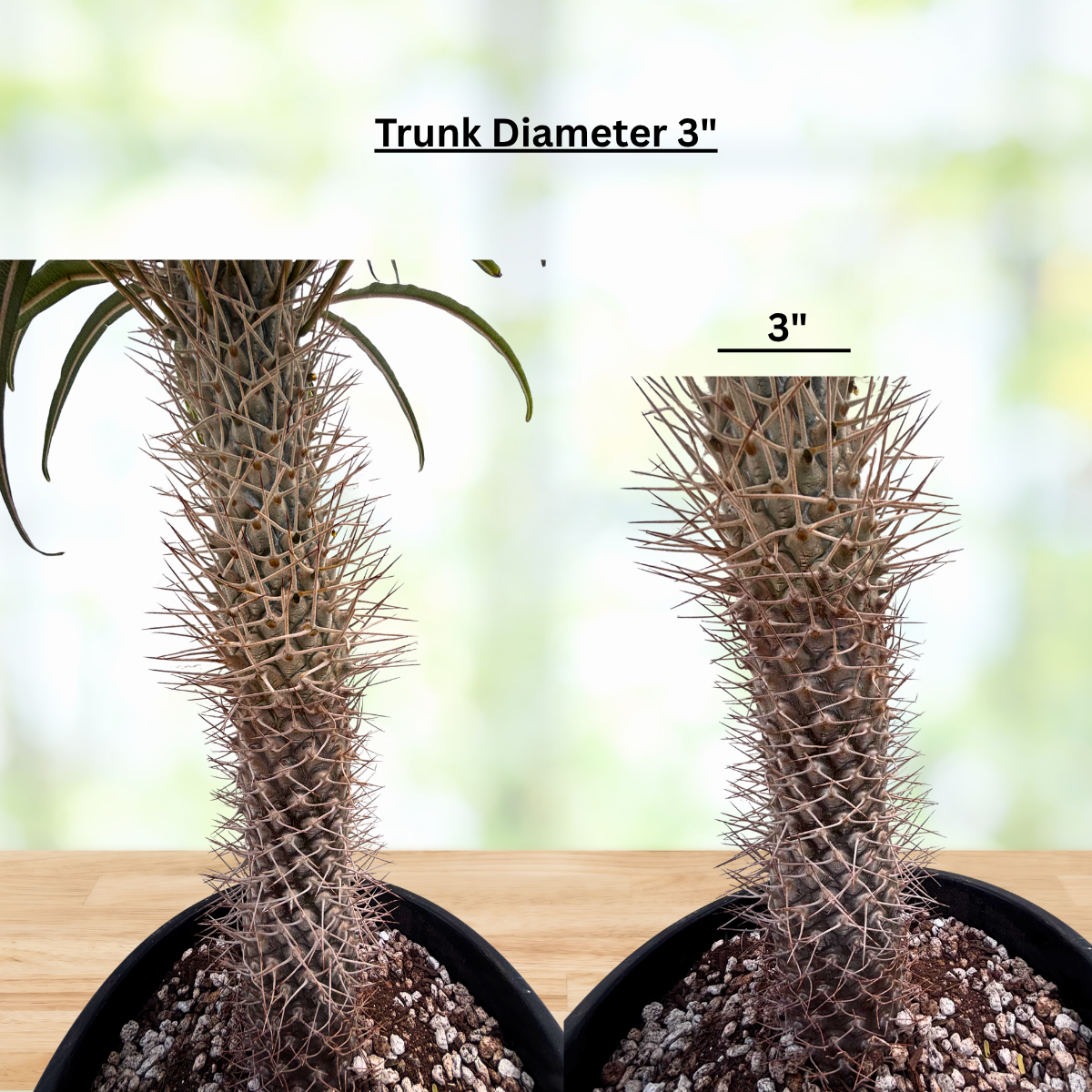 Two potted plants with thorny trunks on a wooden surface, labeled 'Trunk Diameter 3”'.