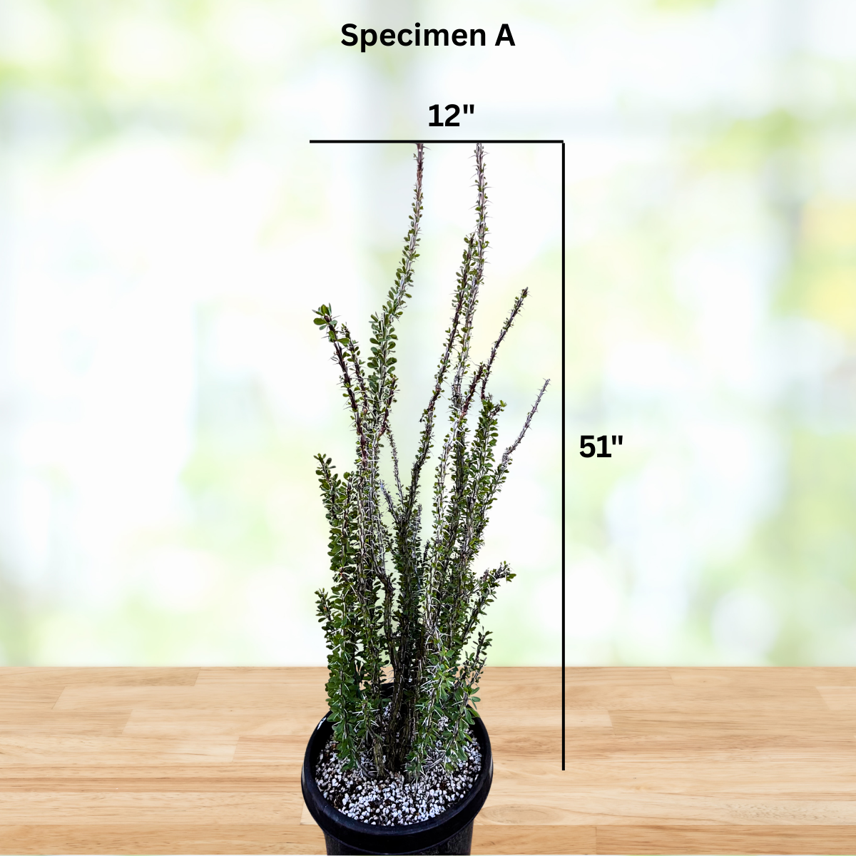 Ocotillo live plant with tall branching canes and a sculptural Southwest silhouette.