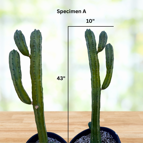 Blue Myrtle-Cactus| Myrtillocactus geometrizans| Blue Flame Cactus