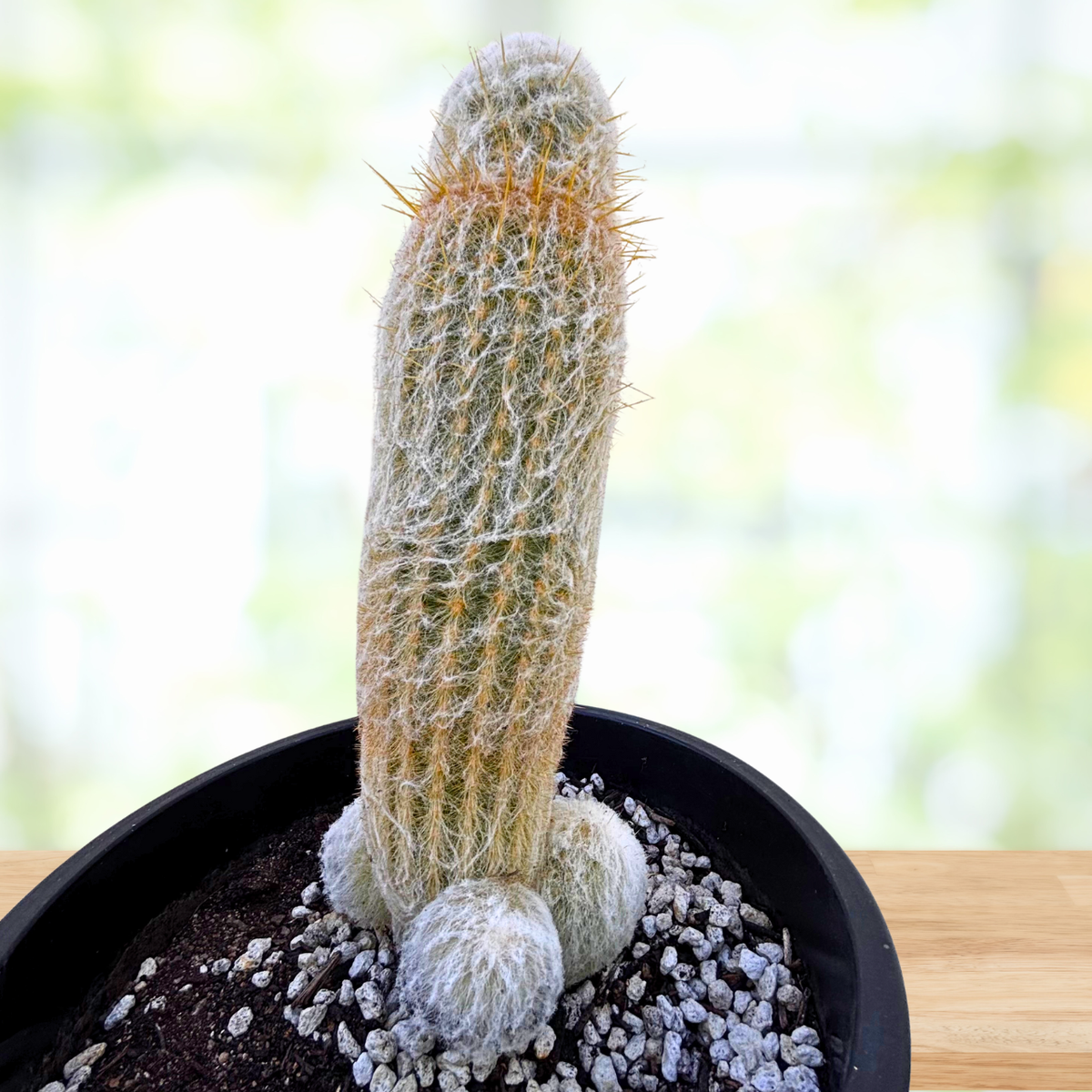 Potted Peruvian Old Man cactus on a wooden surface with a blurred natural background