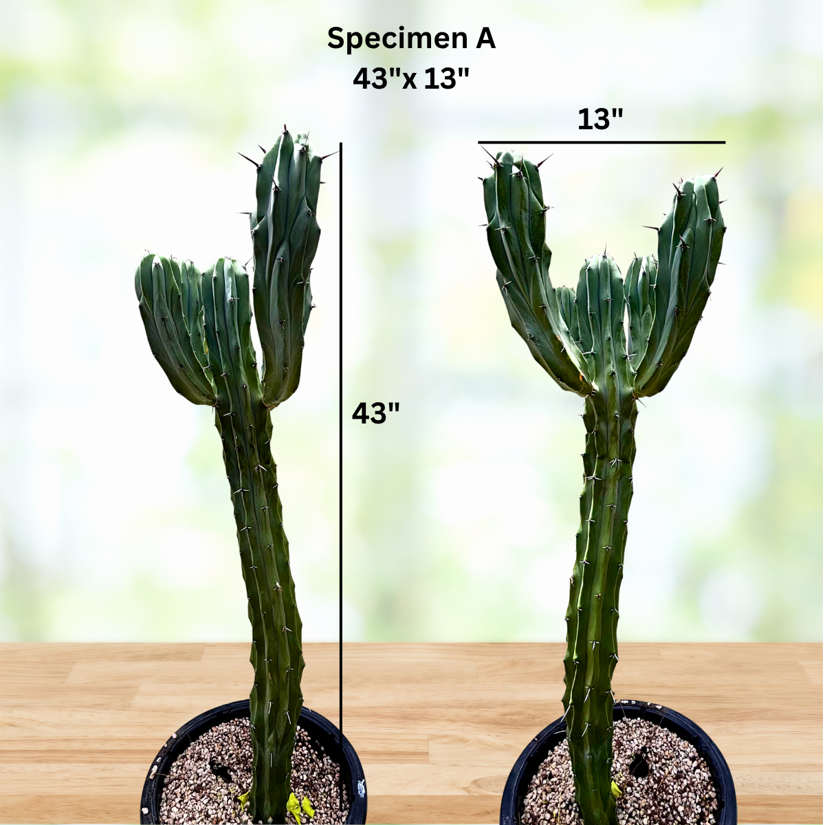 Blue Flame Cactus