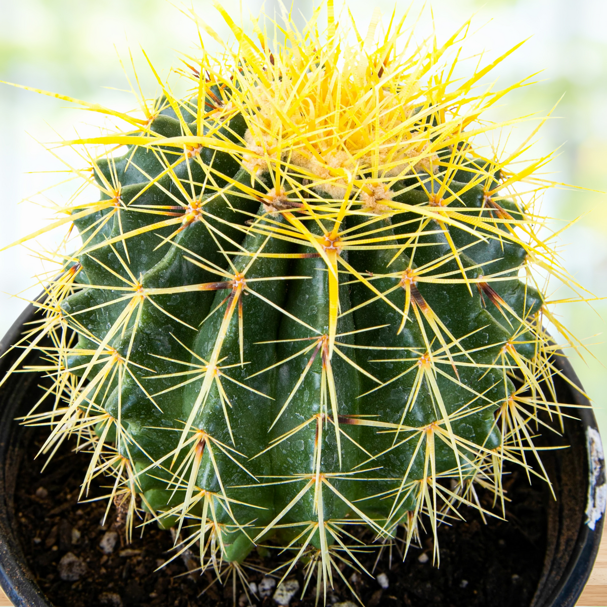 Golden Barrel Cactus, Echinocactus grusonii, with yellow spines in a pot on a blurred background