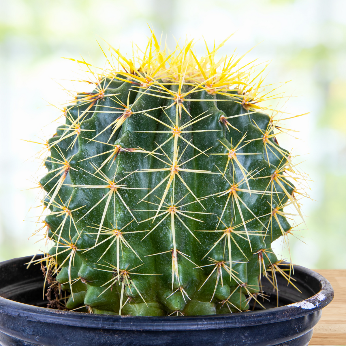 Golden Barrel Cactus, Echinocactus grusonii, with yellow spines in a pot on a blurred background