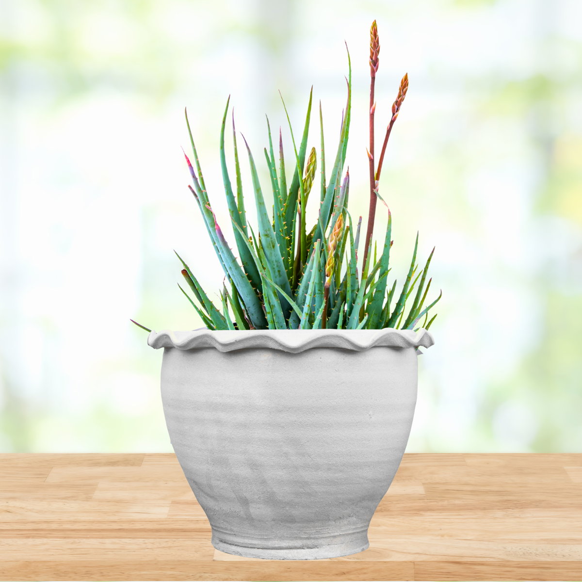Potted aloe blue elf succulent plant on a wooden surface with a blurred natural background