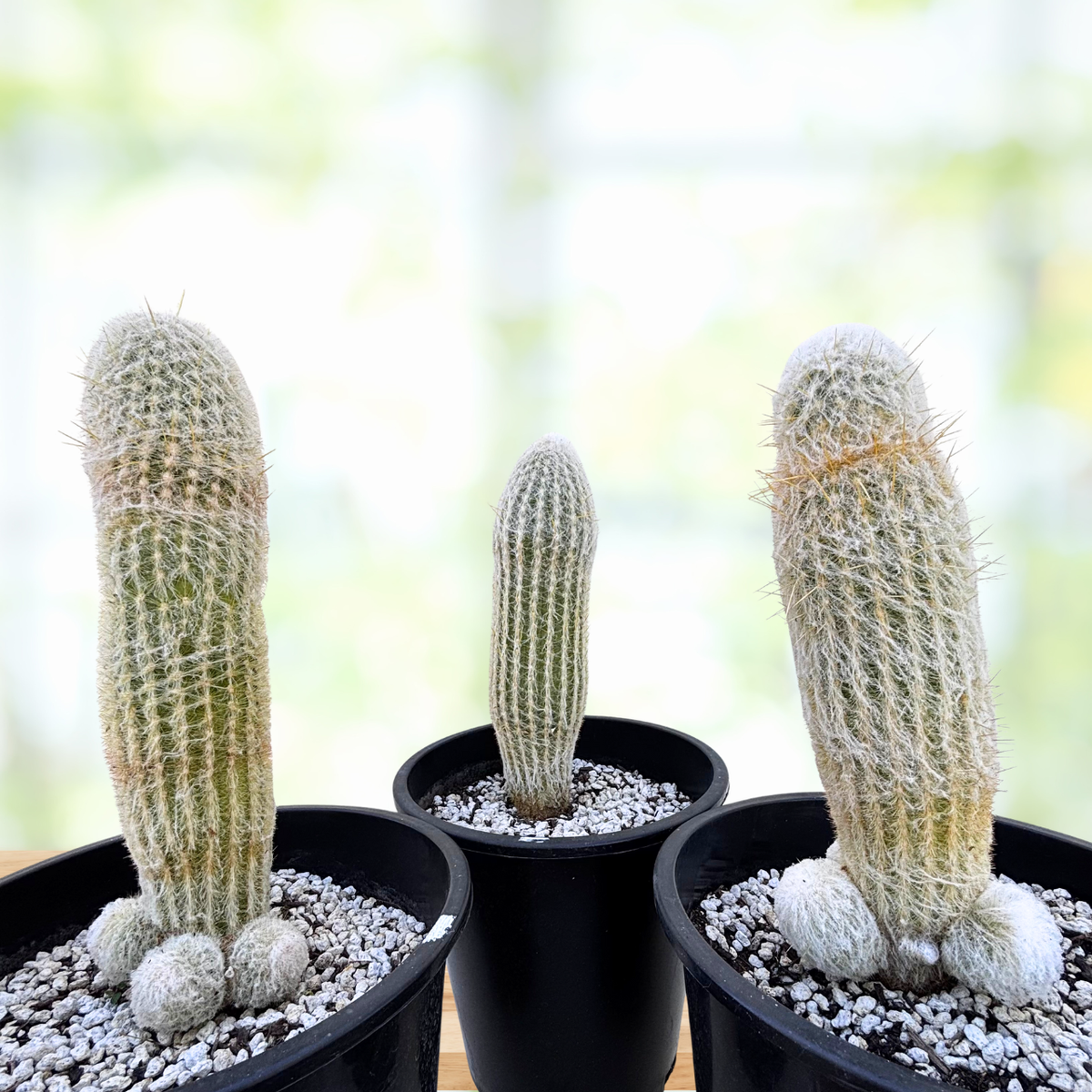 Three Potted Peruvian Old Man cactus on a wooden surface with a blurred natural background