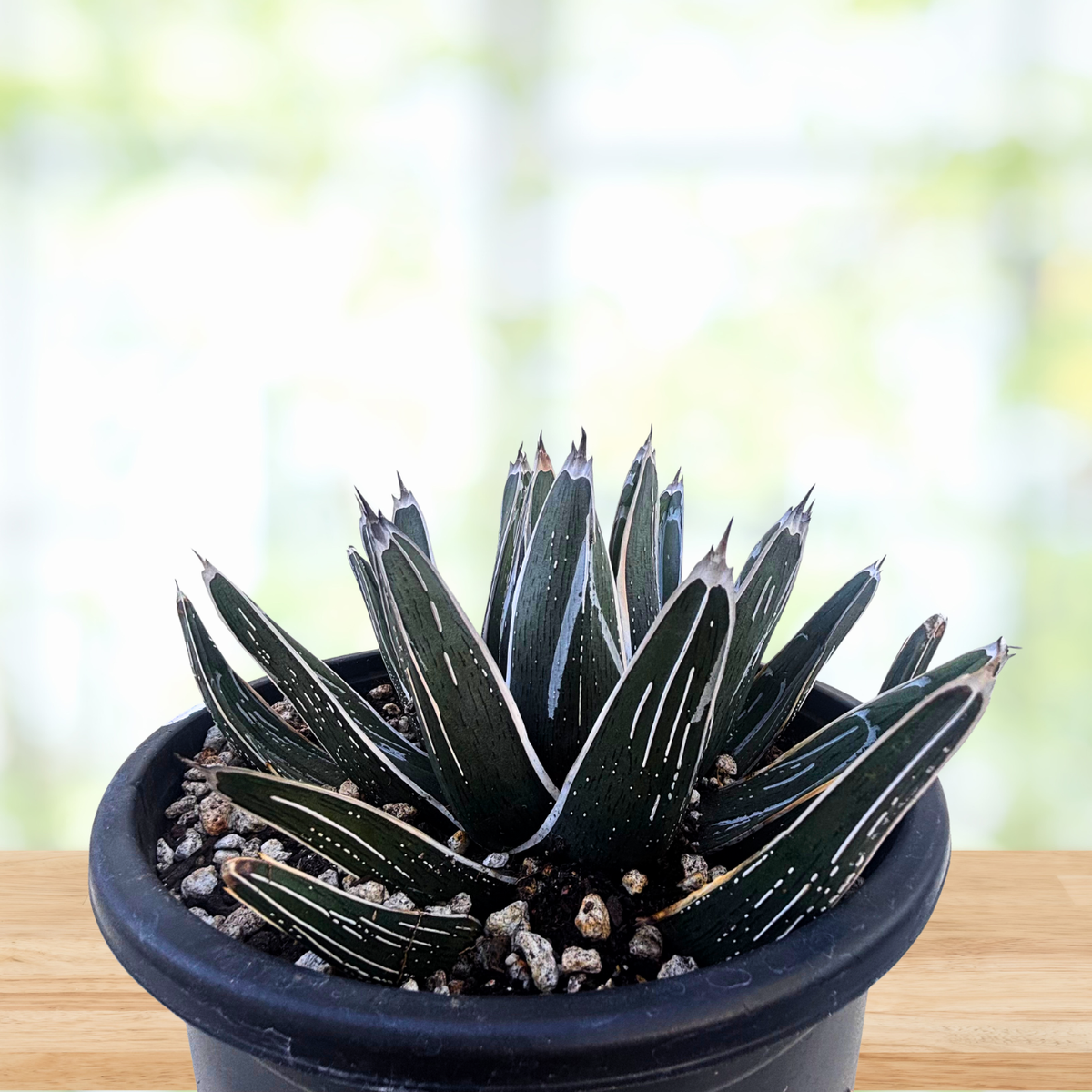 Agave pintilla succulent plant in a nursery pot on a wooden table
