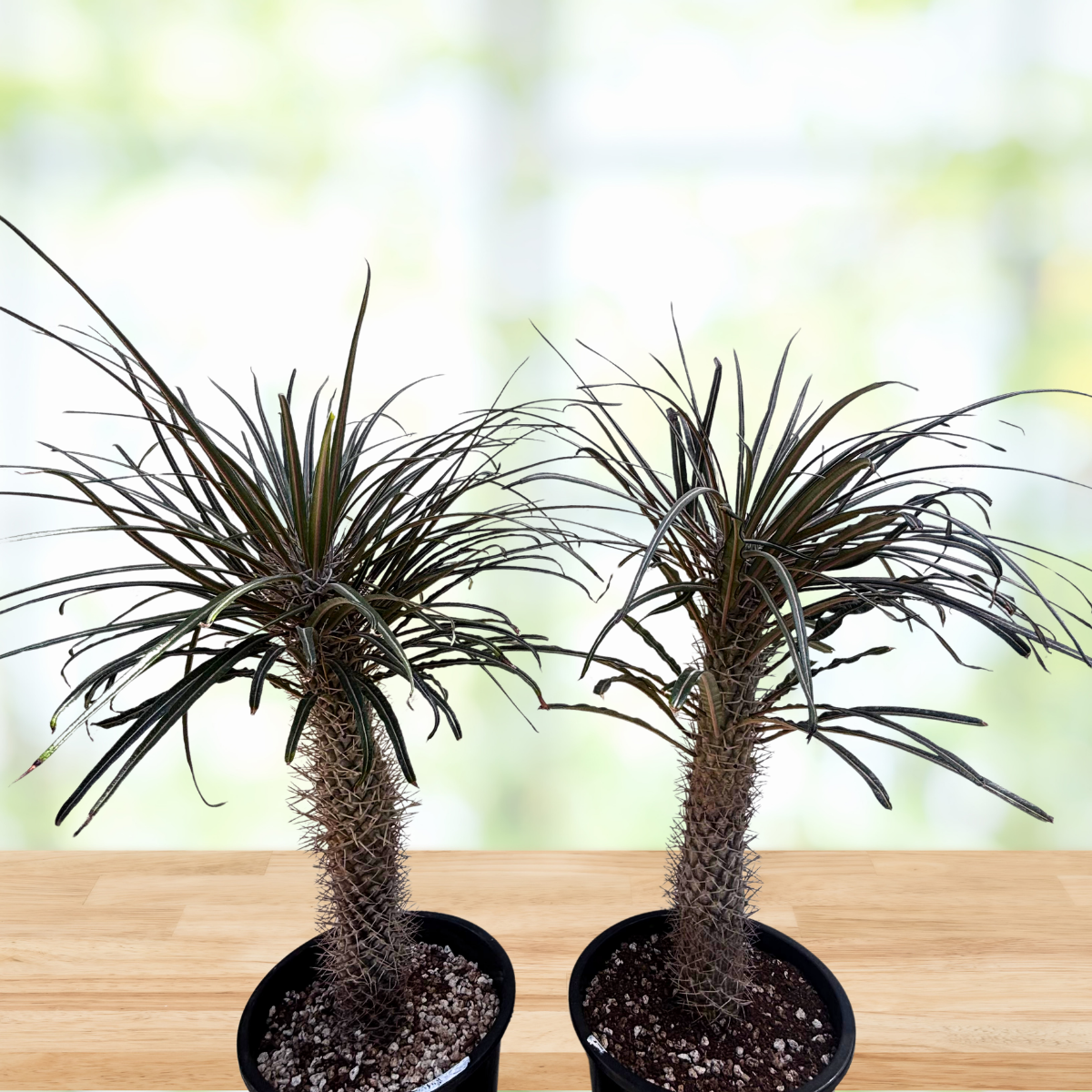 Two potted plants on a wooden surface with a blurred background