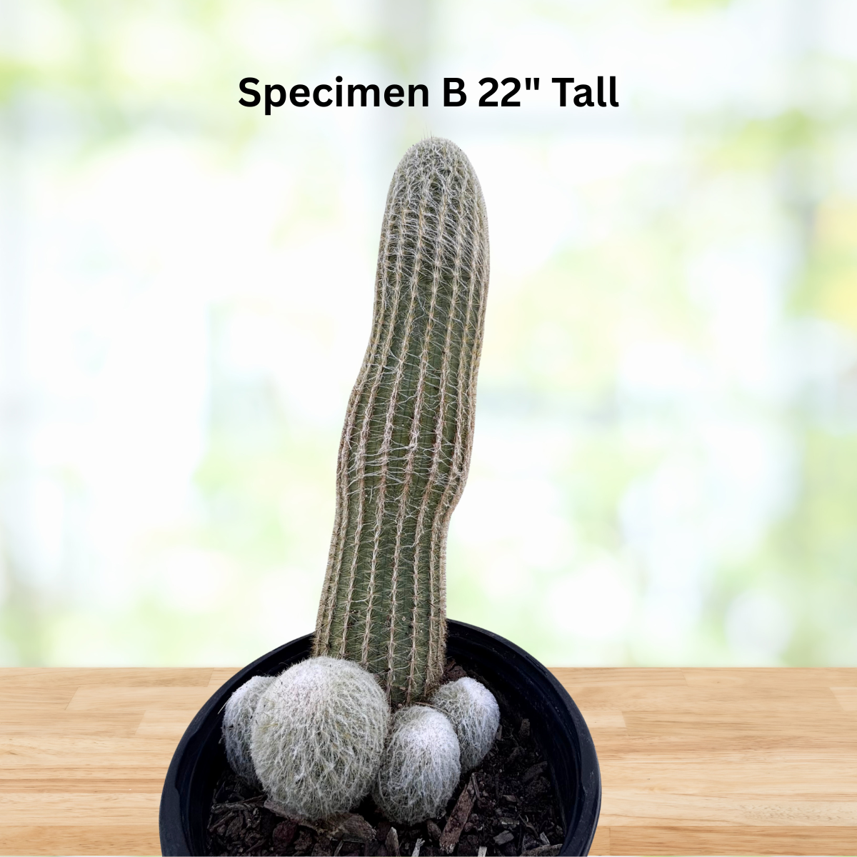 Potted cactus plant on a wooden surface with a blurred natural background