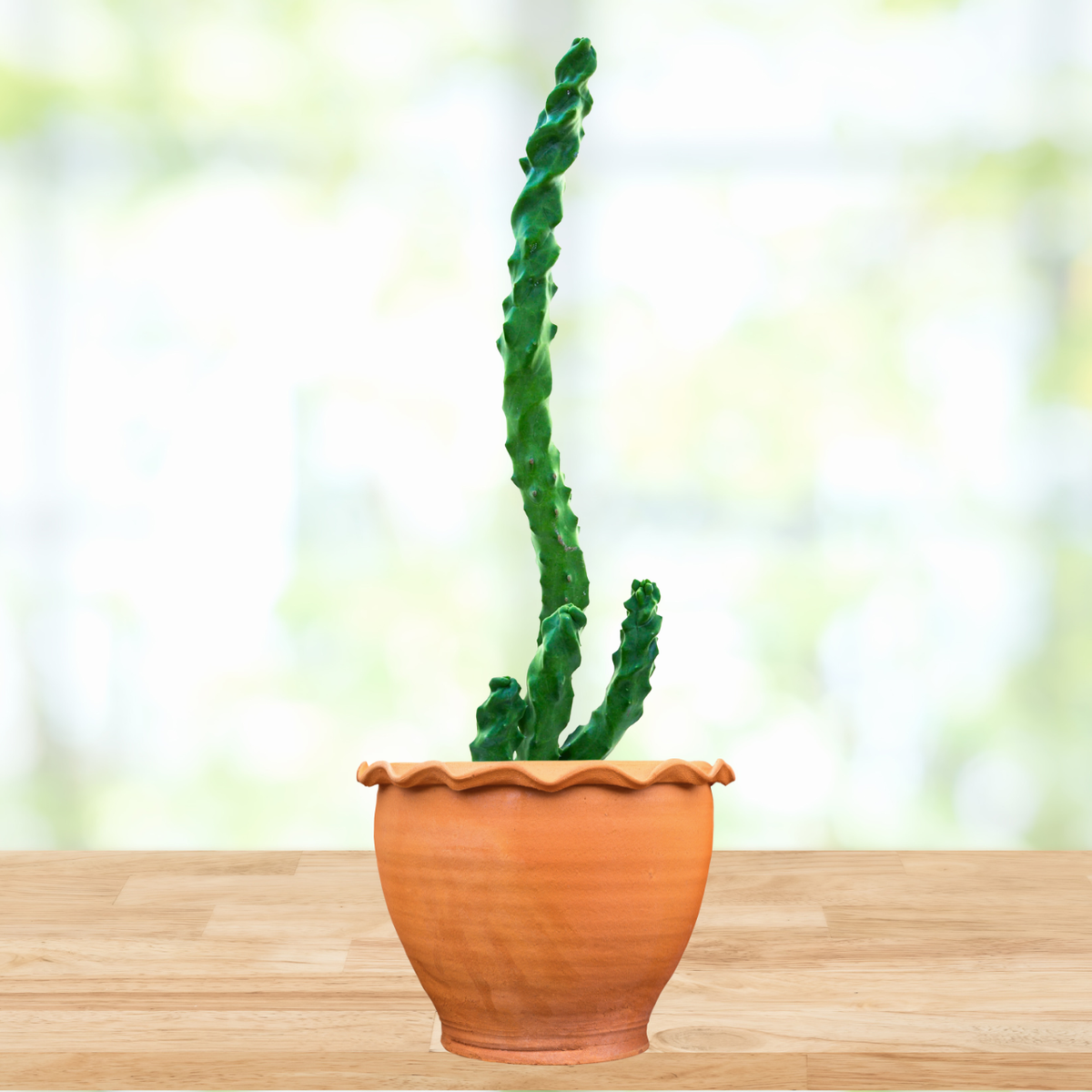 Potted spiral totem pole cactus on a wooden surface with a blurred background