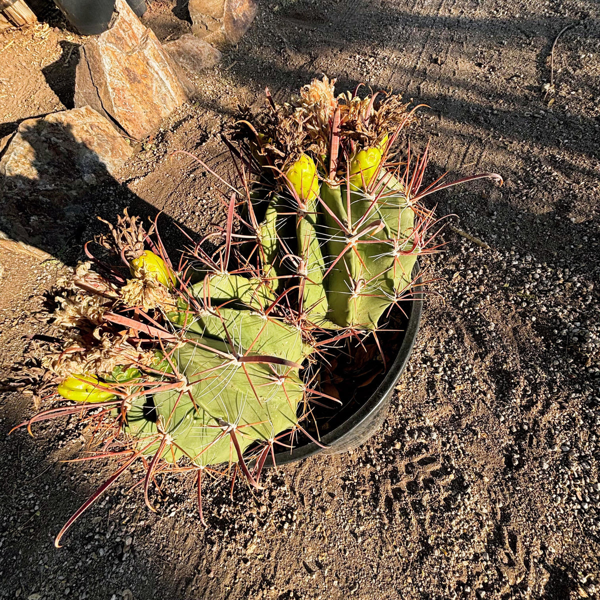 Southwest Barrel Cactus