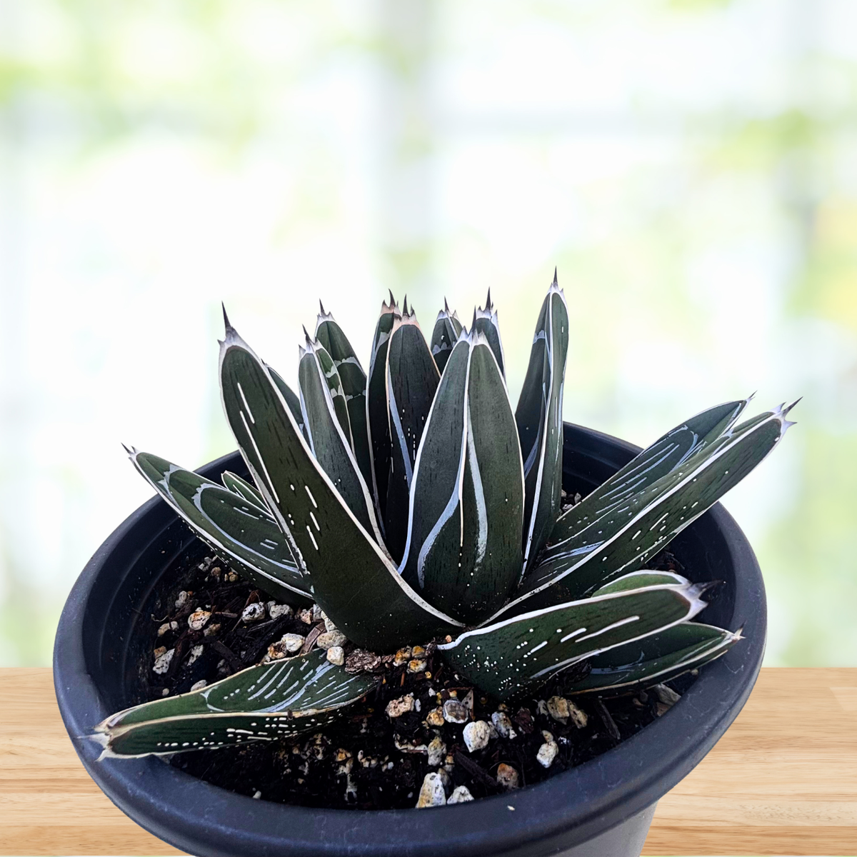 Agave pintilla succulent plant in a nursery pot on a wooden table