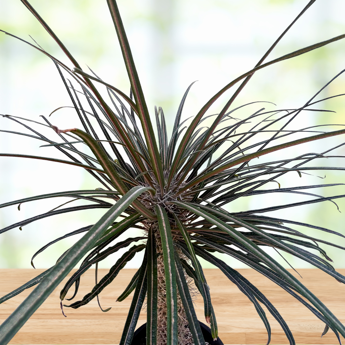 Silver Madagascar Palm specimen with thorny succulent stems and narrow green leaves.