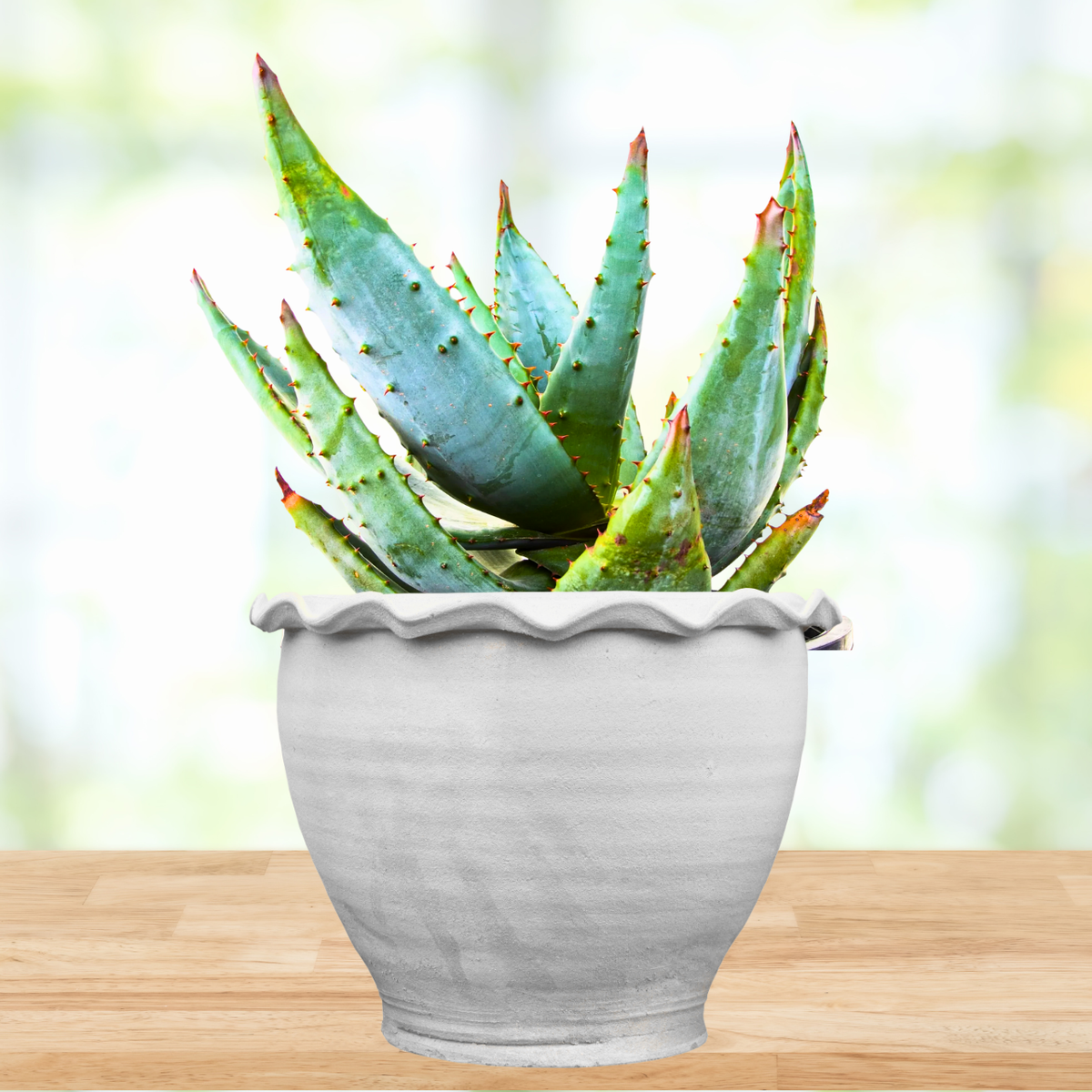 Aloe Ferox