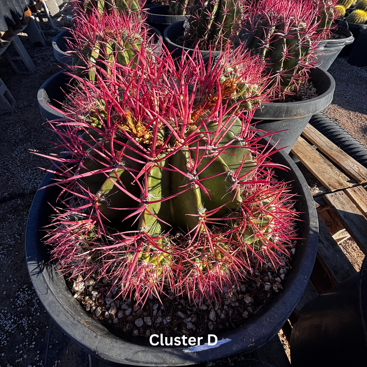 Ferocactus Pringlei