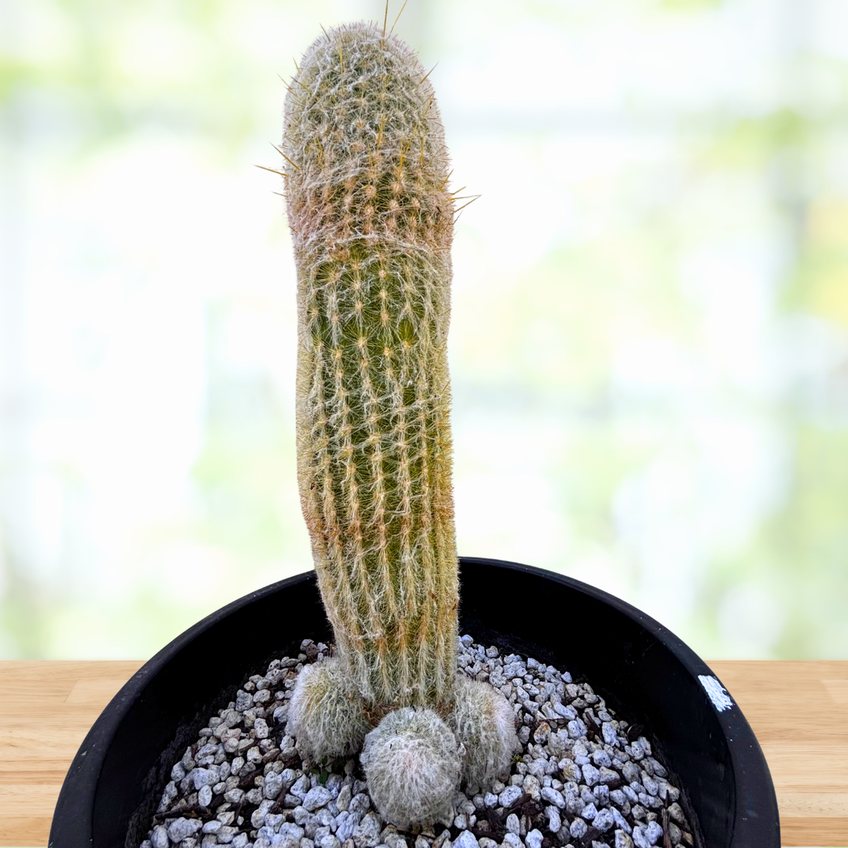 Potted Peruvian Old Man cactus on a wooden surface with a blurred natural background