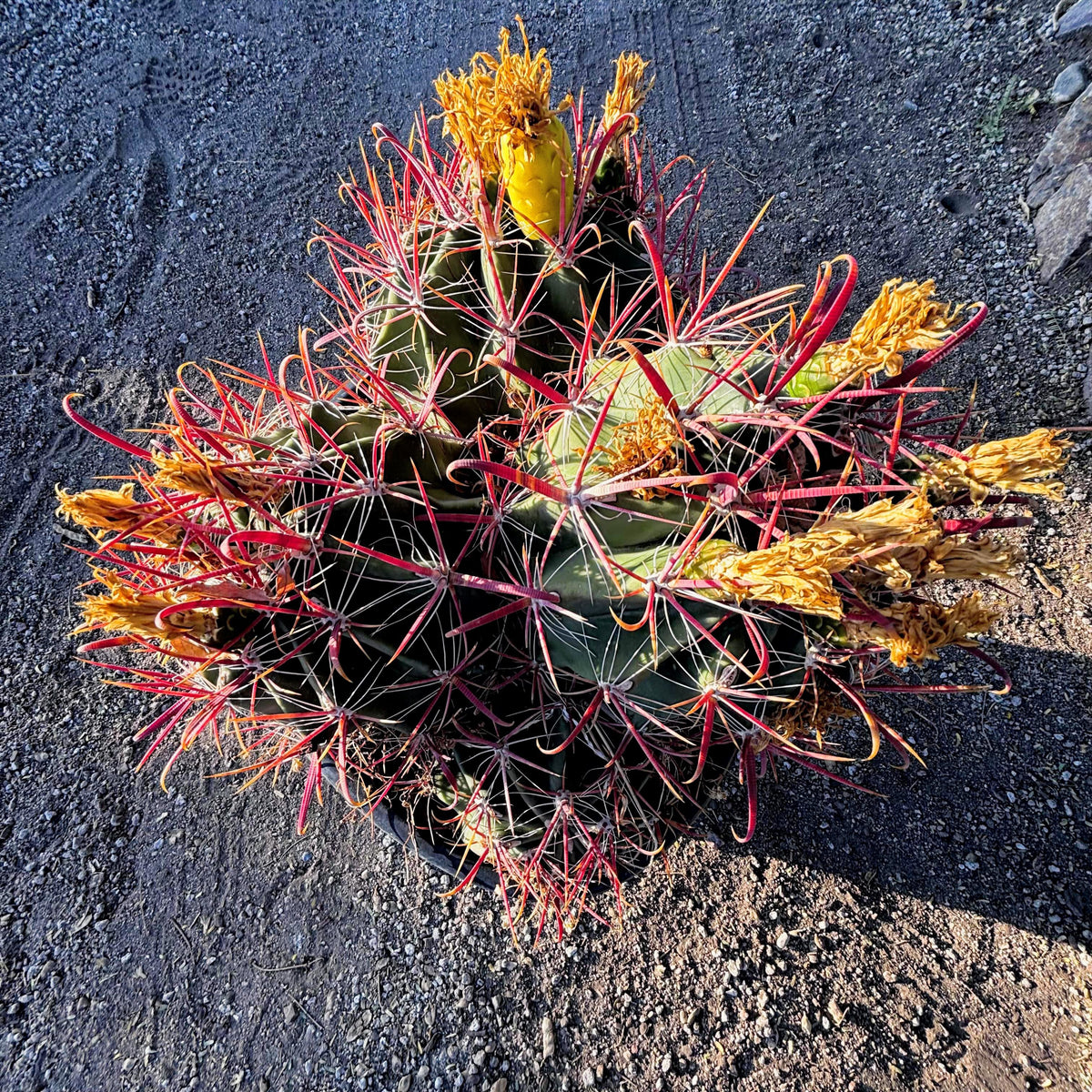Southwest Barrel Cactus