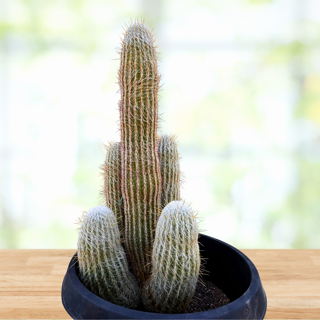 Potted Peruvian Old Man cactus on a wooden surface with a blurred natural background