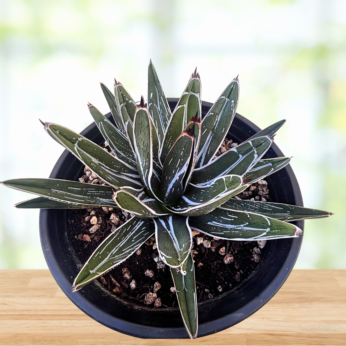 Agave pintilla succulent plant in a nursery pot on a wooden table