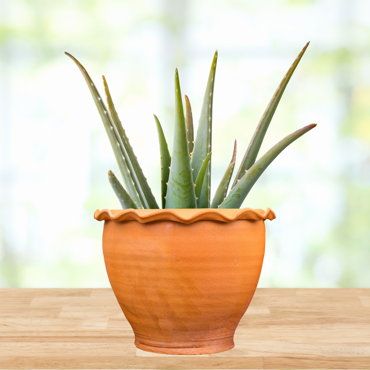 Potted aloe vera plant on a wooden surface with a blurred natural background