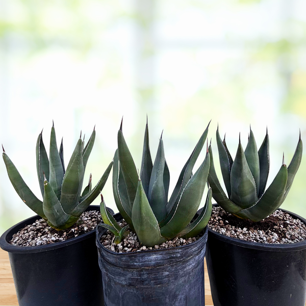 Agave 'Sharkskin' – Textured Blue Agave | Cold Hardy Plant - The