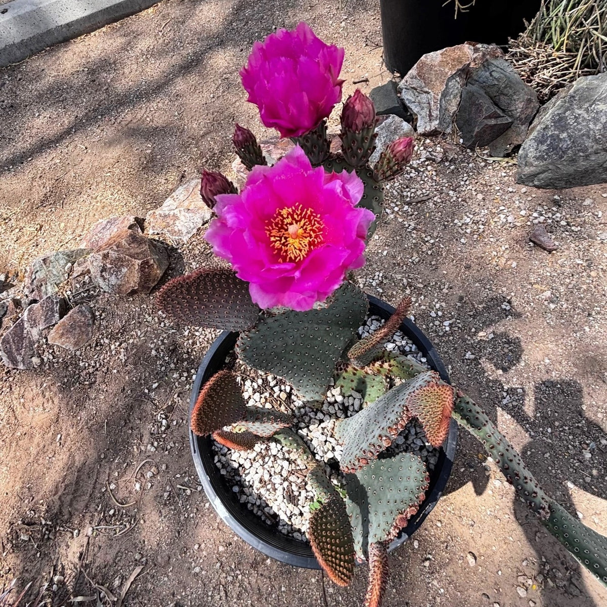 Beavertail Prickly Pear in bloom