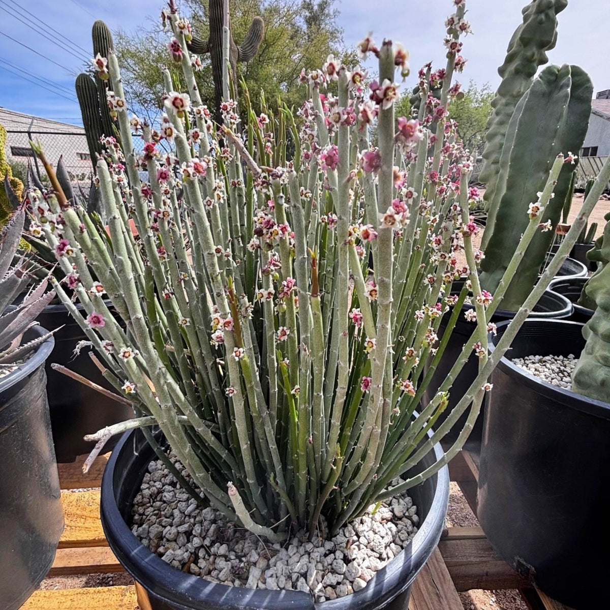 5gal Candelilla cactus plant blooming Euphorbia anti-syphalitica
