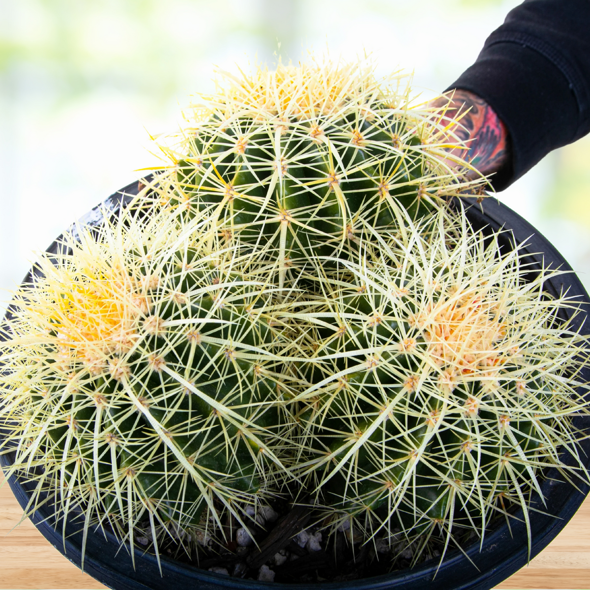 Golden Barrel Cactus, Echinocactus grusonii, with yellow spines in a pot on a wooden table with a blurred background