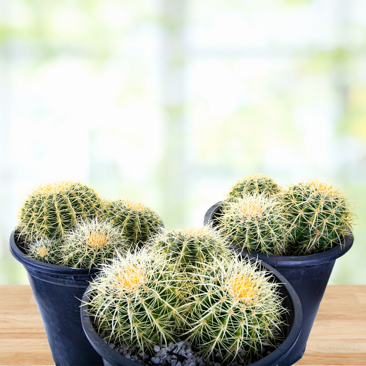 Four Golden Barrel Cactus, Echinocactus grusonii, with yellow spines in pots on a wooden table with a blurred background