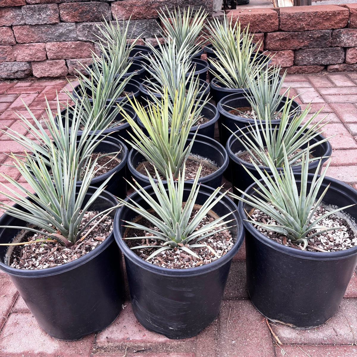 Large group of Joshua Tree Yucca cactus Yucca brevifolia for sale online