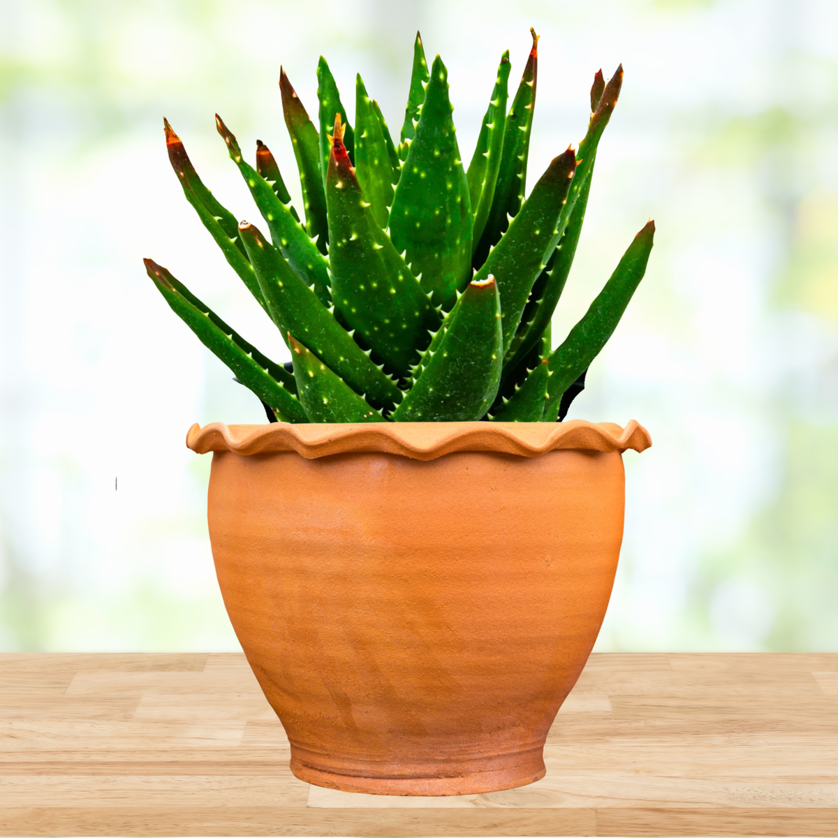 Aloe Nobilis