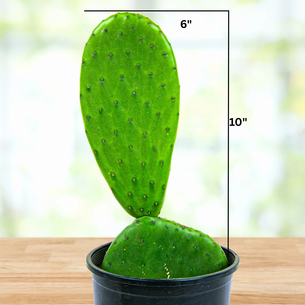 Nopal Prickly Pear