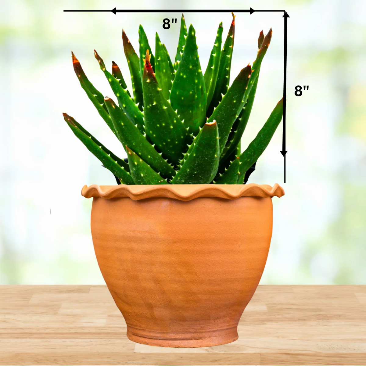 Aloe Nobilis