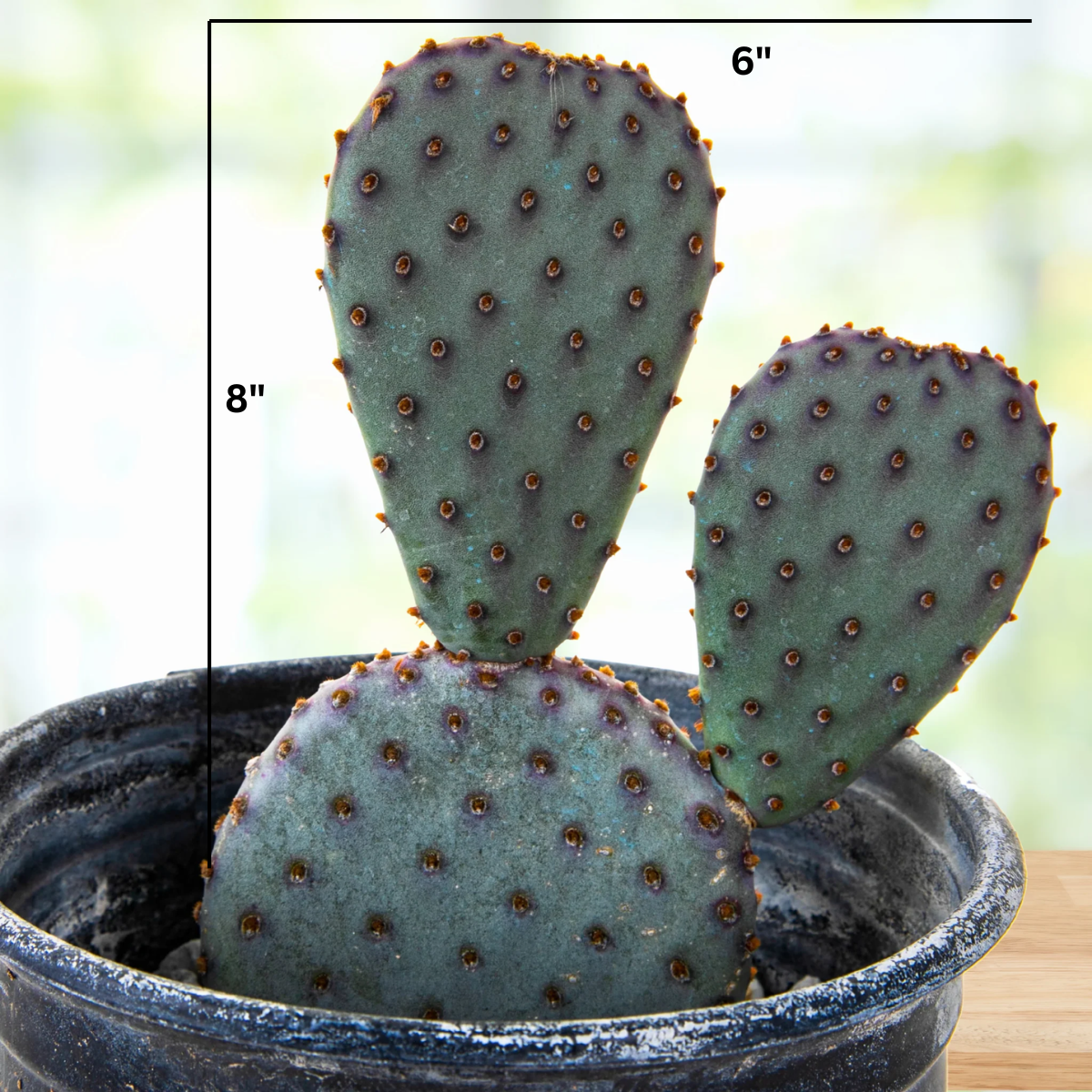 Live Santa Rita x Beavertail Hybrid Prickly Pear with purple-toned pads and compact branching form.