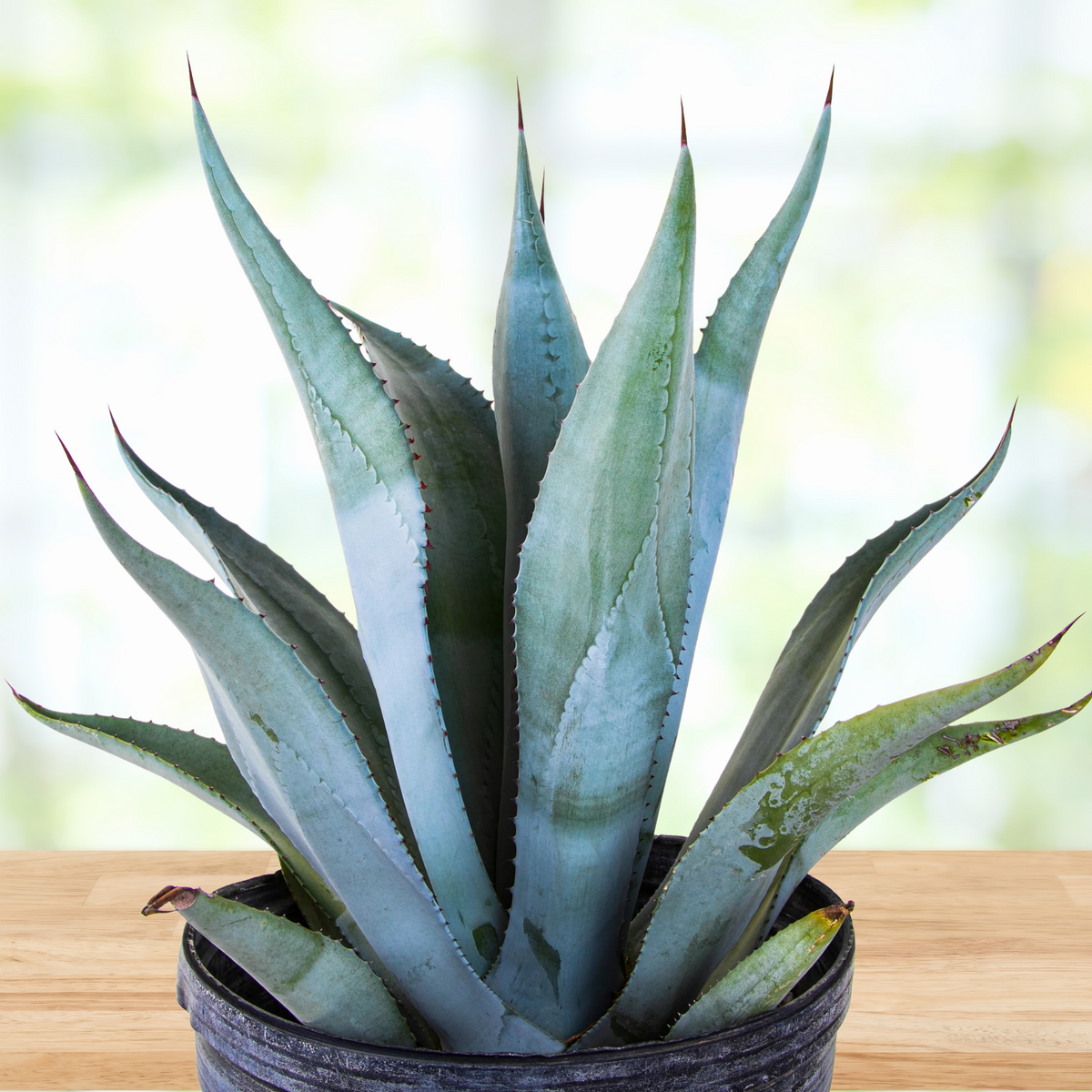 Large potted blue century plant agave, Agave franzosinni on a wooden surface with a blurred natural background
