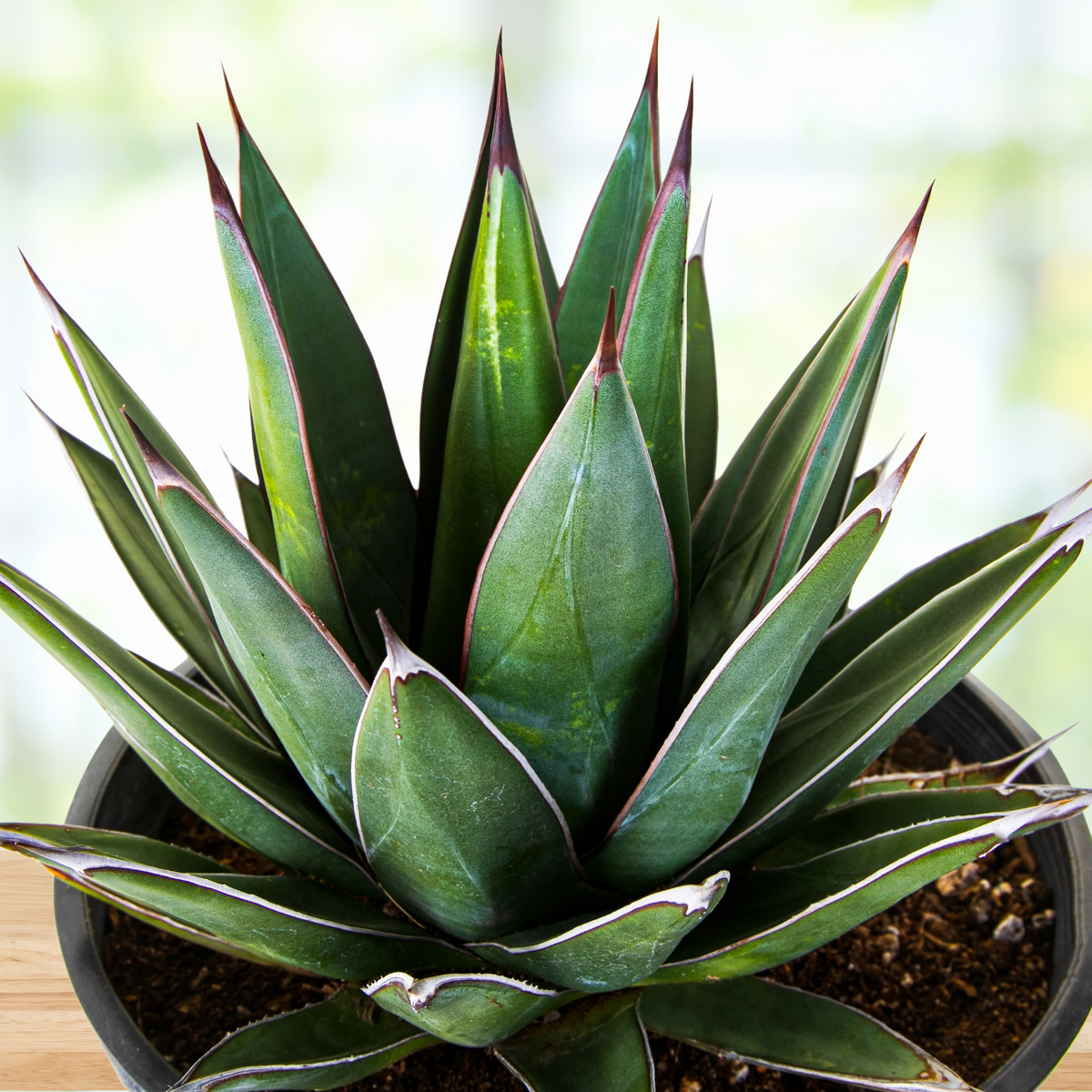 Potted century plant agave, Agave "Arizona smiles", with green leaves and red accents on a blurred background
