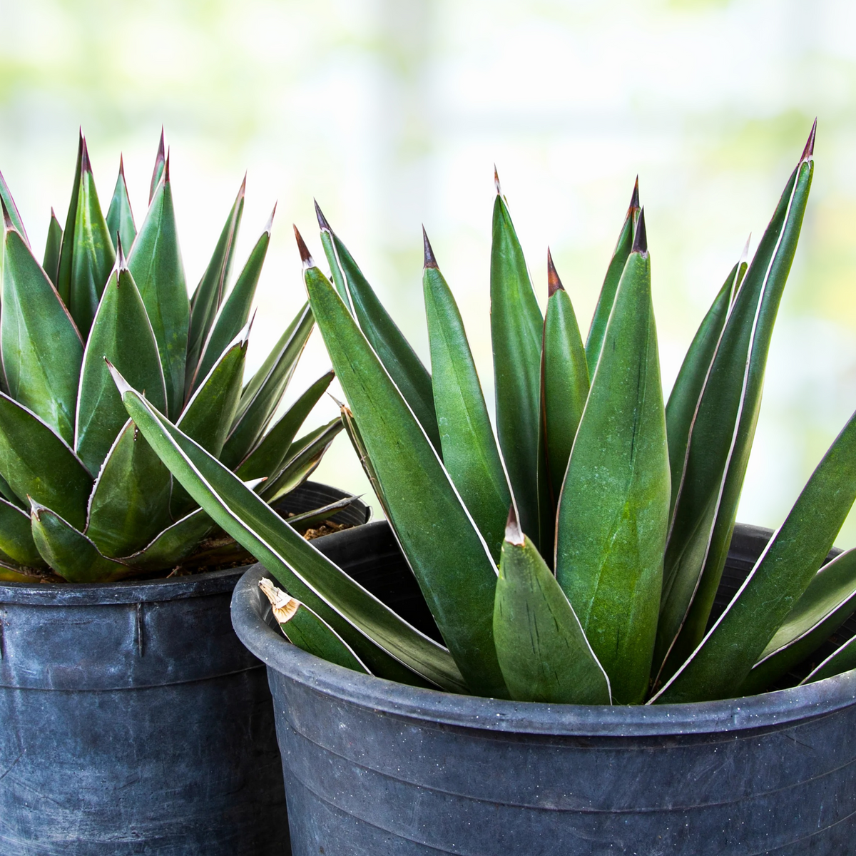 Two potted century plant agave, Agave "Arizona smiles", with green leaves and red accents on a blurred background