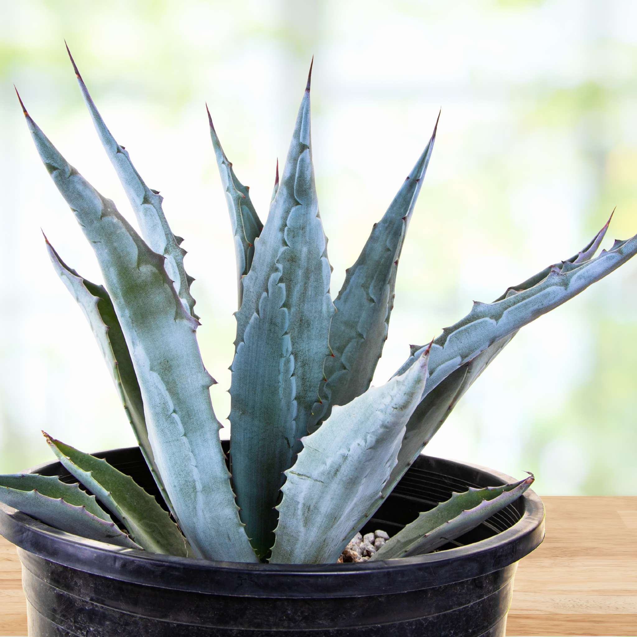 Potted blue agave century plant, Agave americana on a wooden surface with a blurred natural background
