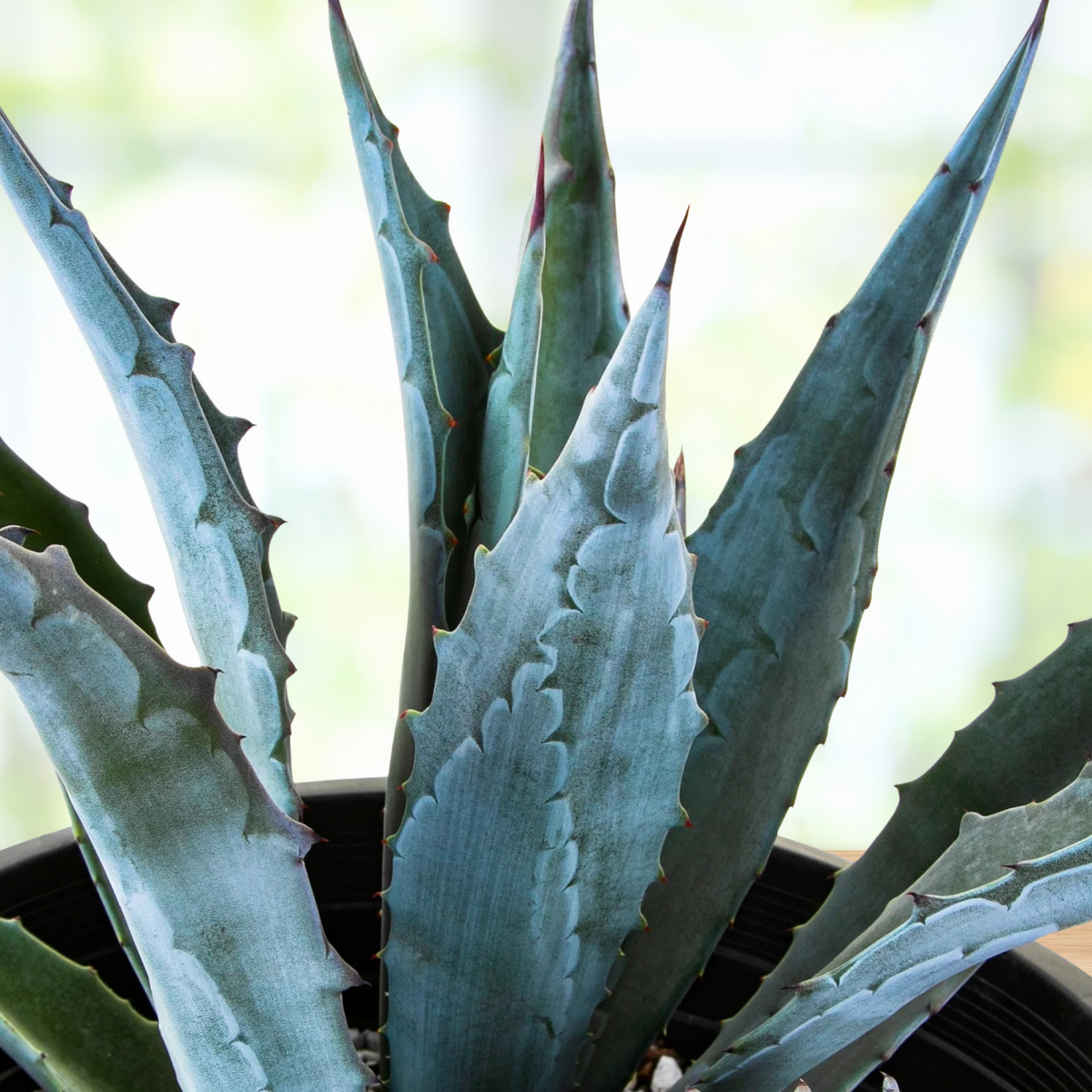 Close up of a Potted blue agave century plant, Agave americana on a wooden surface with a blurred natural background