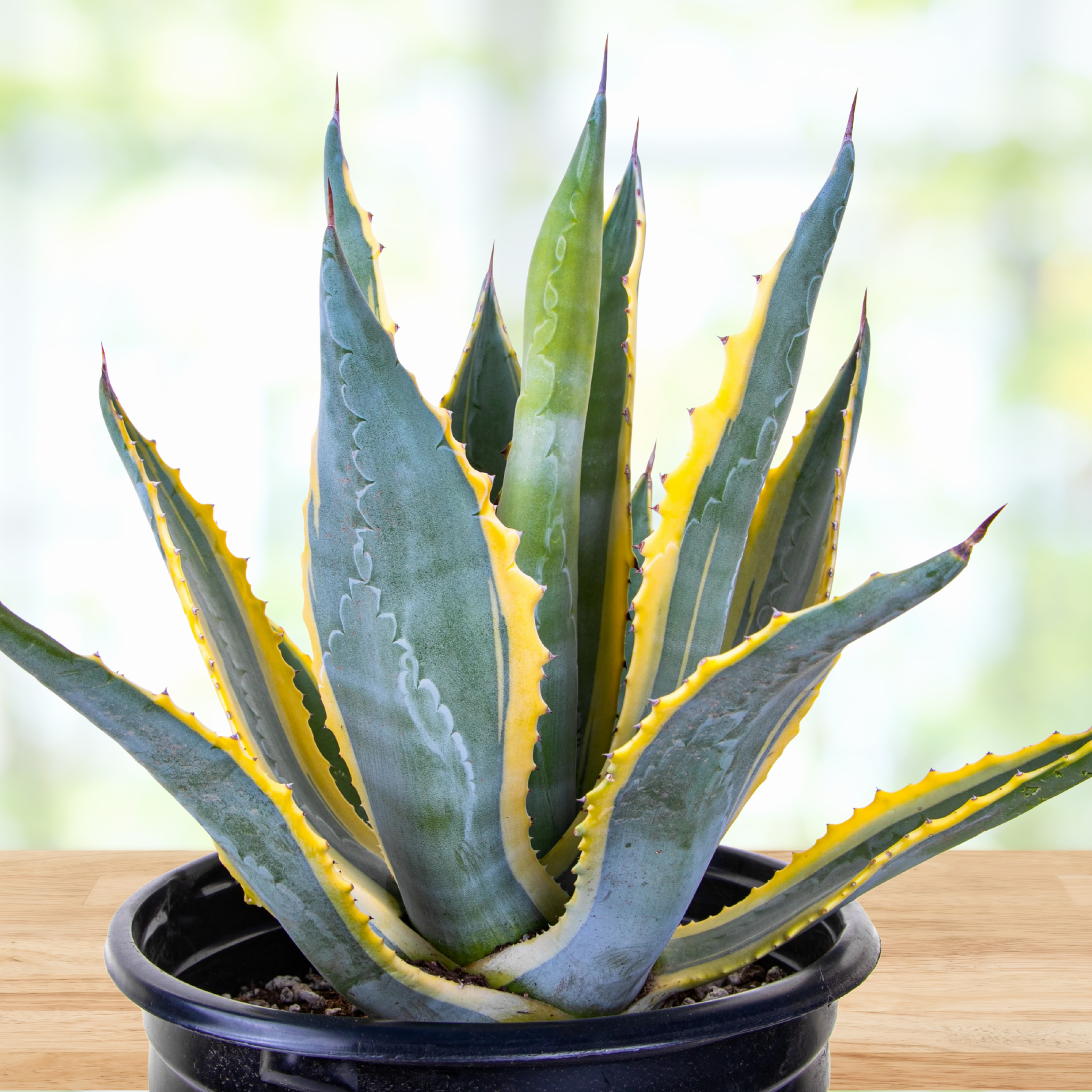 Potted variegated century plant agave, Agave americana variegata with green and yellow leaves on a wooden surface.