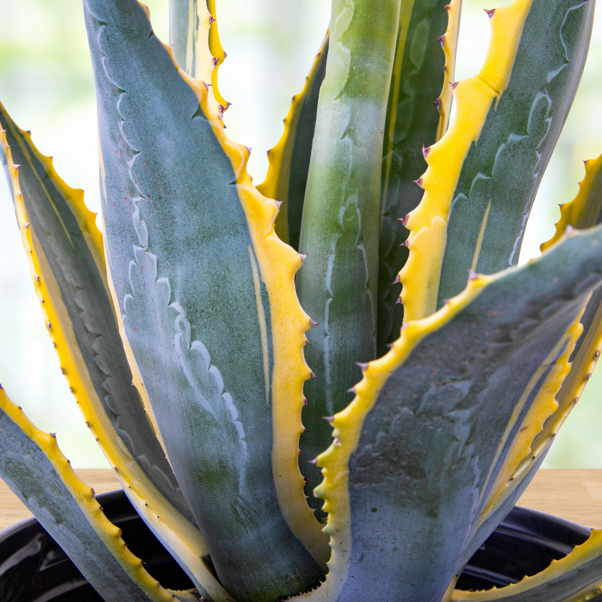 Close up of a potted variegated century plant agave, Agave americana variegata with green and yellow leaves on a wooden surface.