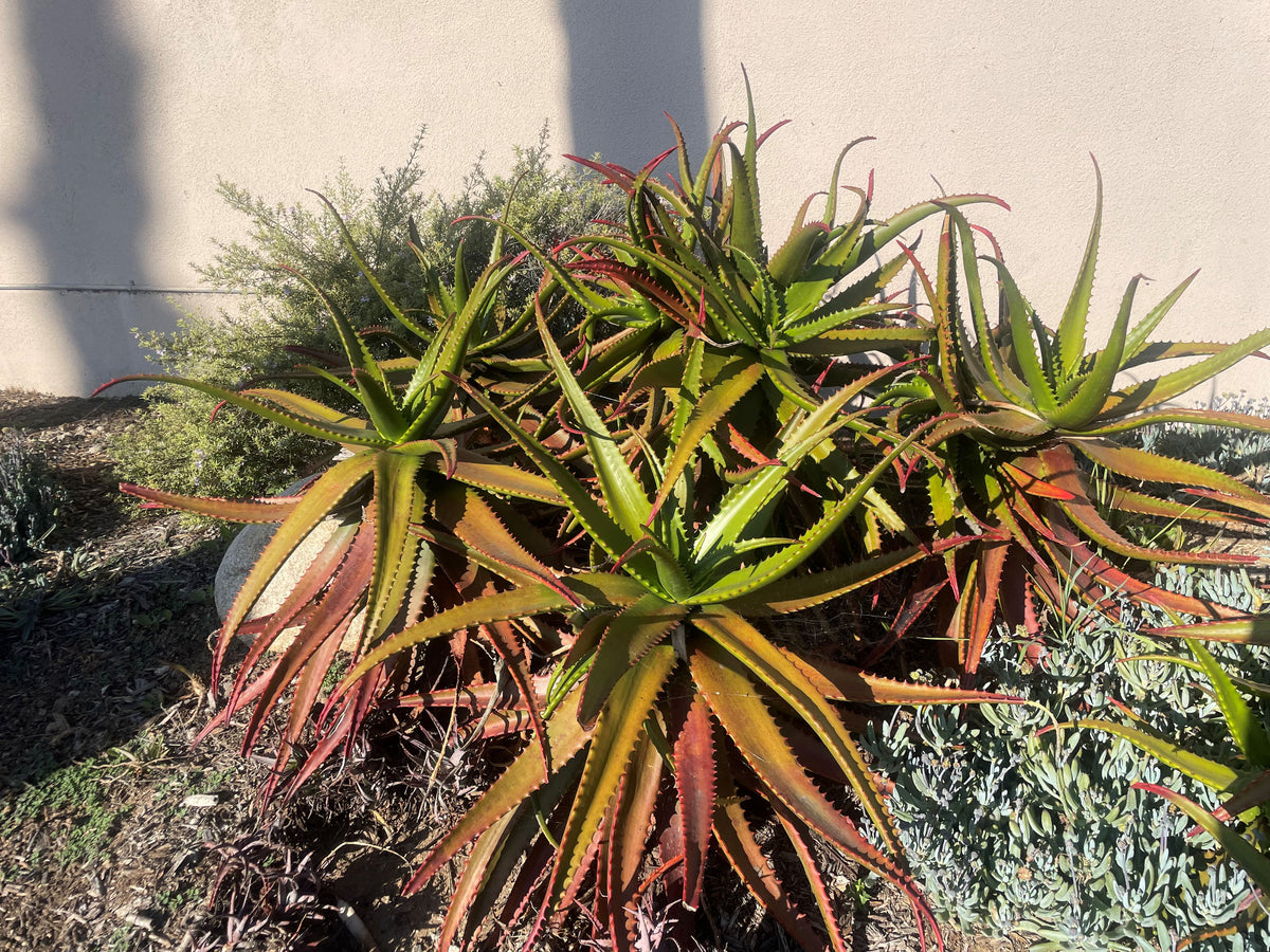 Large Live Aloe Cameronii "Starfish" aloe Succulent Plant Planted in a Cactus Garden