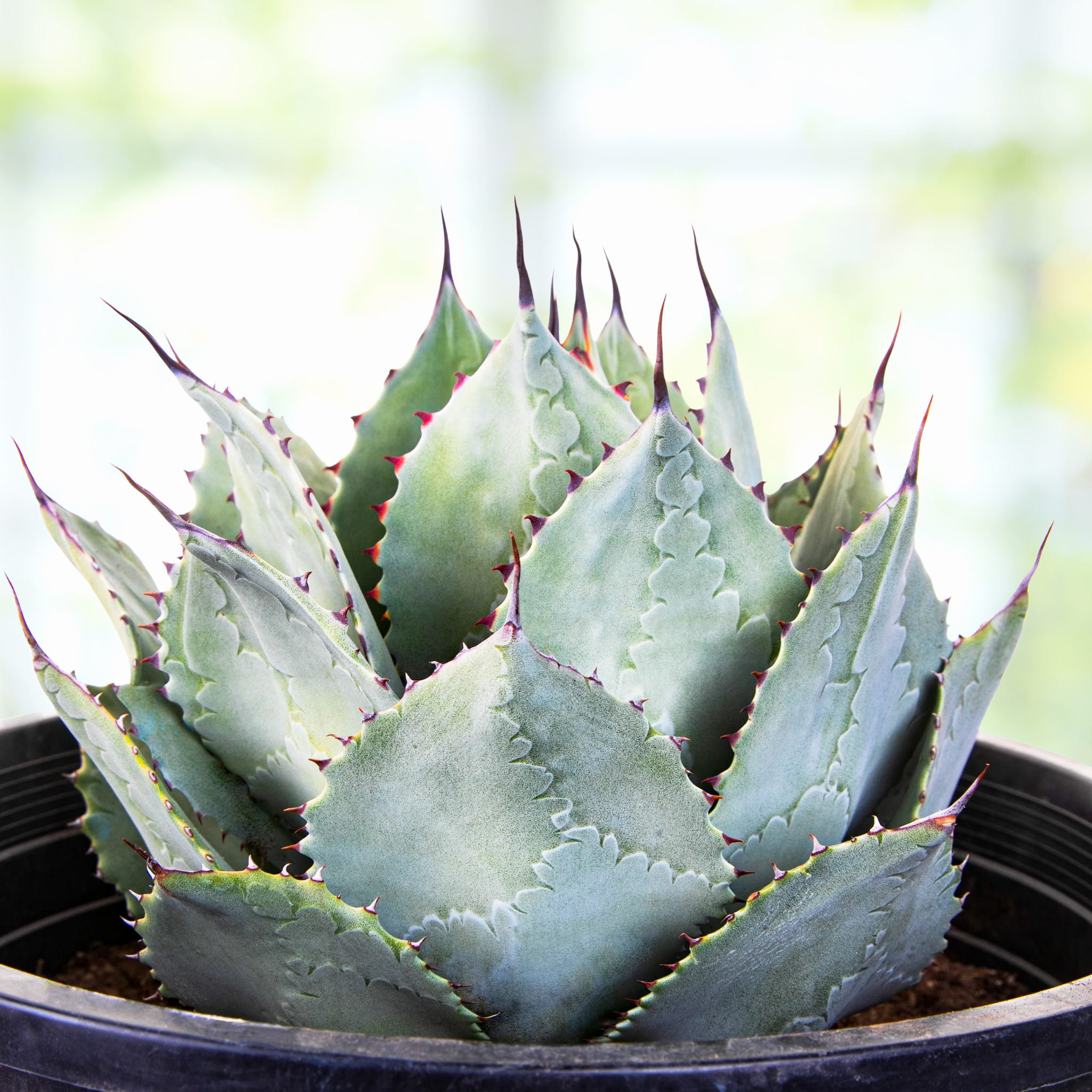 Potted Agave Parryi Huachucensis Artichoke Agave Century Plant Succulent For Sale in a 5gal Cactus Nursery Container