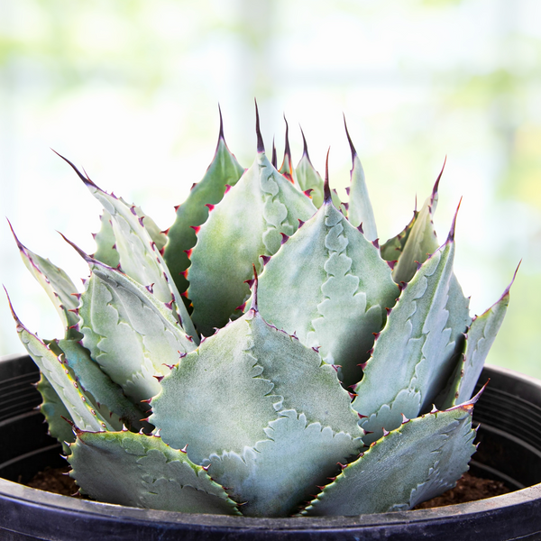 Agave Parryi Var. Huachucensis | Large Artichoke Agave For Sale